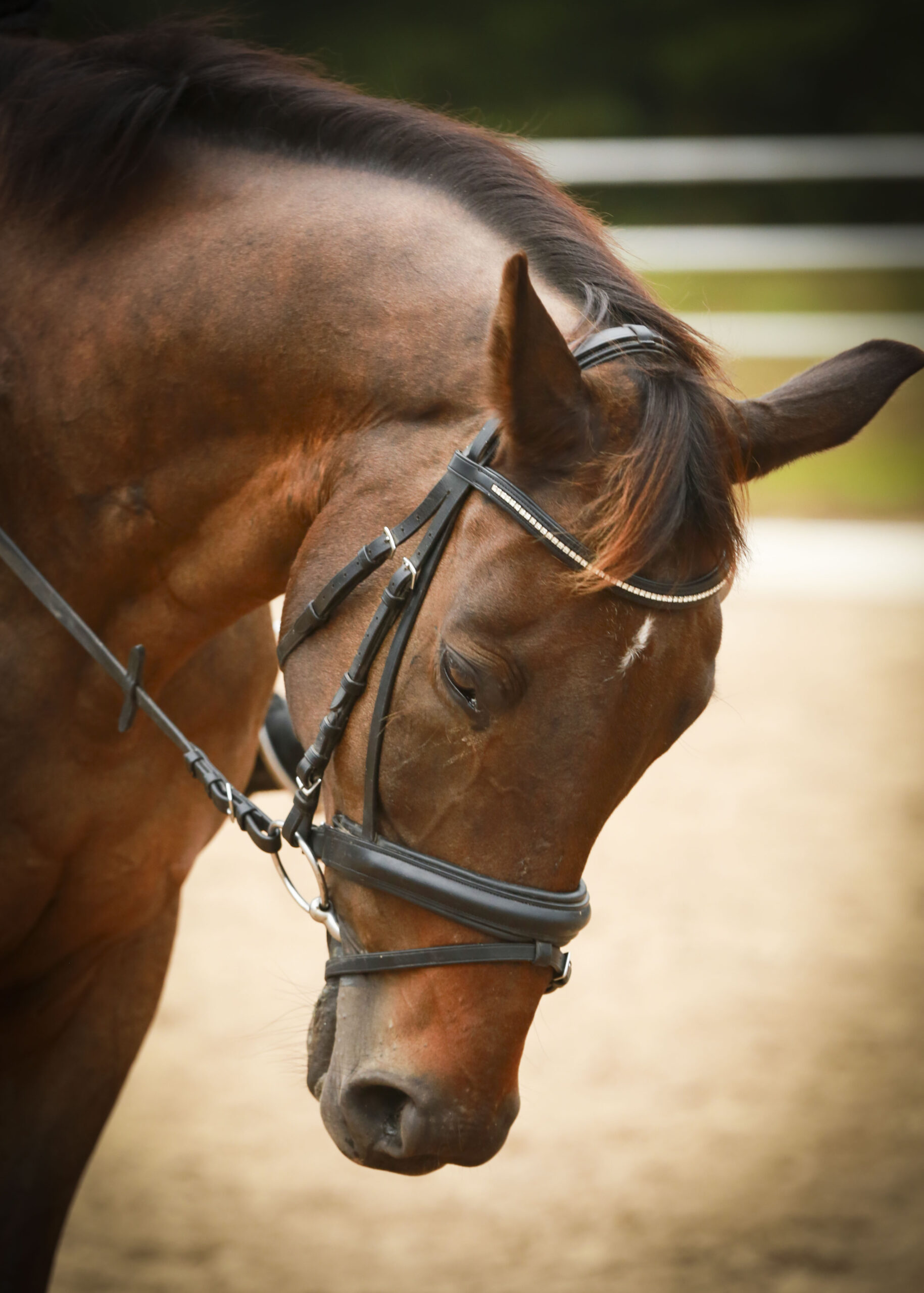 ADS September 2016 Show at G&H Equestrian